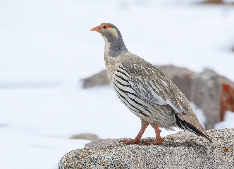 Tetraogallus tibetanus