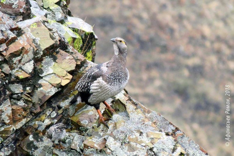 Саяно-Шушенский заповедник Алтайский улар