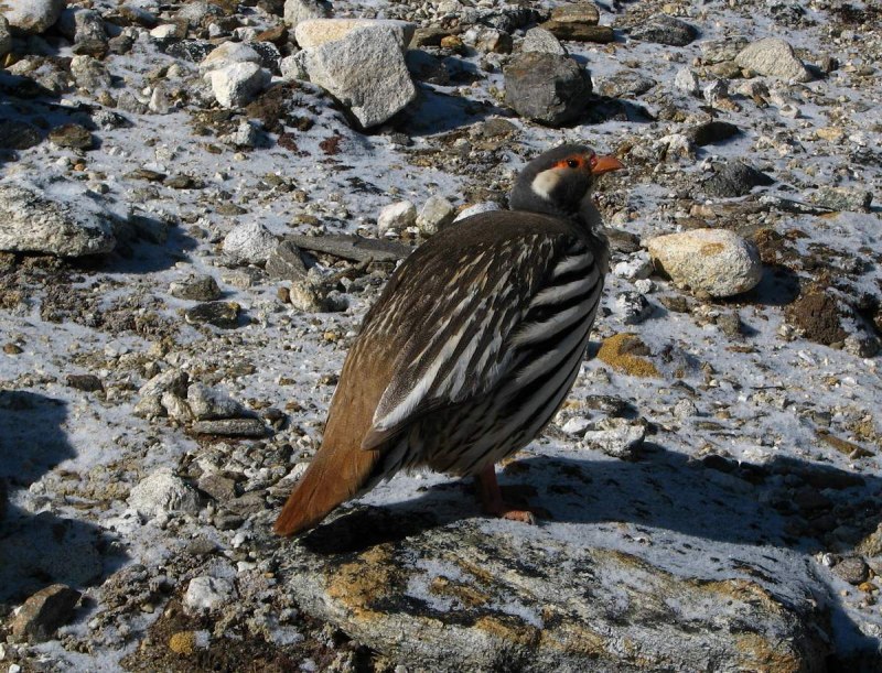 Tetraogallus tibetanus