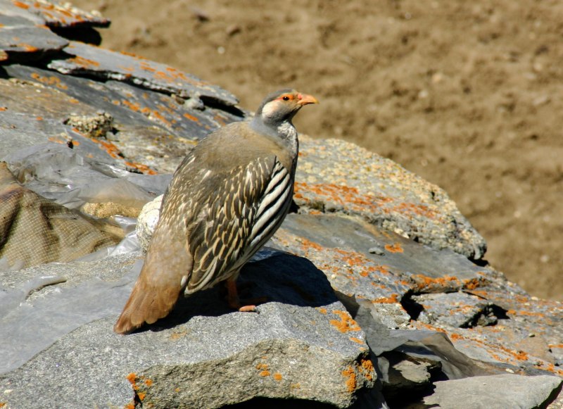 Tetraogallus tibetanus