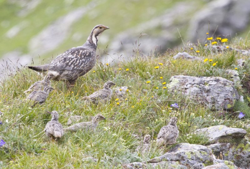 Кавказский улар Tetraogallus caucasicus