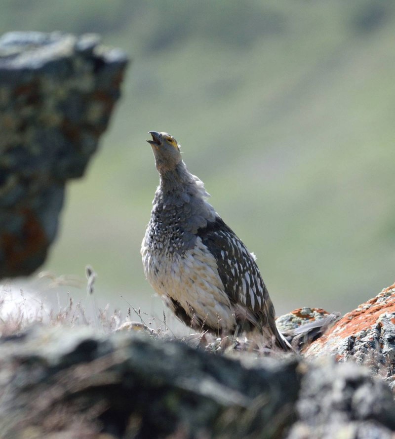 Tetraogallus altaicus