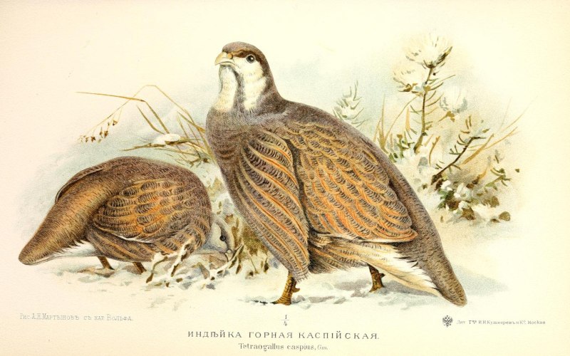 Улар кавказский ареал