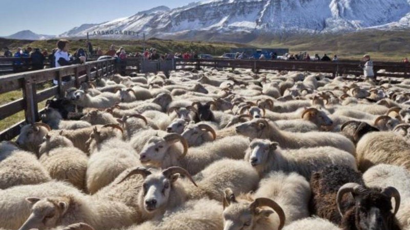 Овцеводство в Гренландии