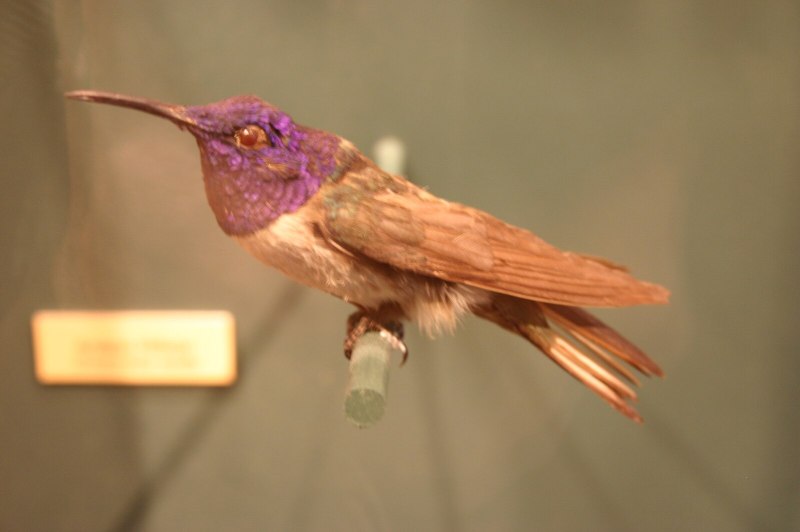 Oreotrochilus Chimboraso