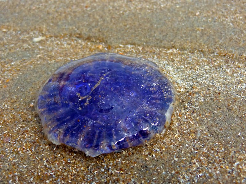 Cyanea lamarckii