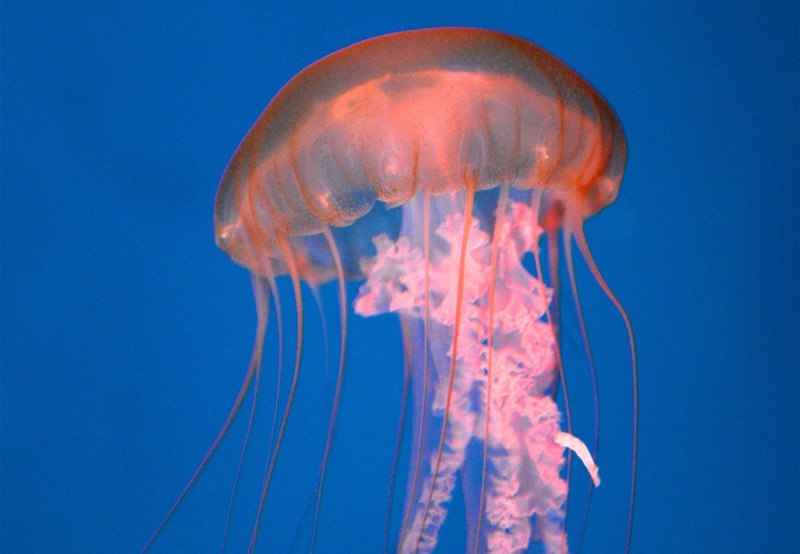 Chrysaora fuscescens