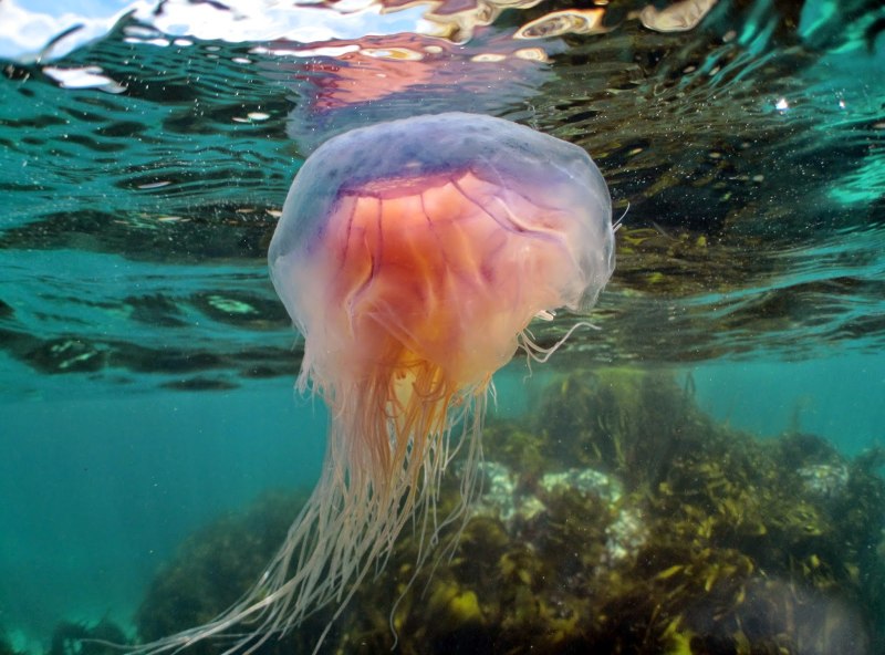 Медуза cyanea lamarckii