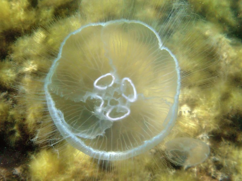 Медузы черного моря