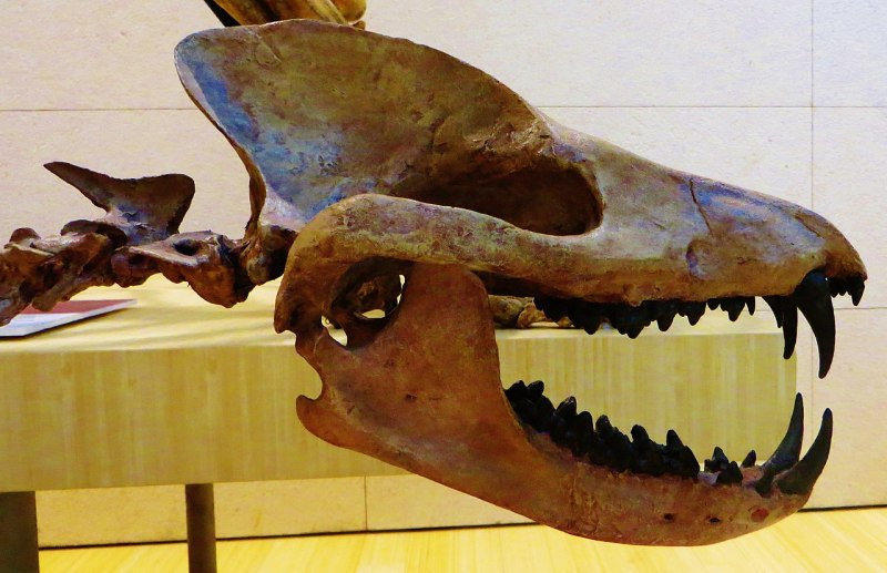 Ankalagon saurognathus