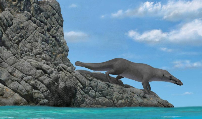 Peregocetus pacificus
