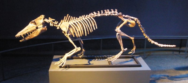 Pakicetus attocki