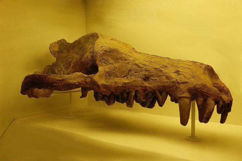 Andrewsarchus mongoliensis
