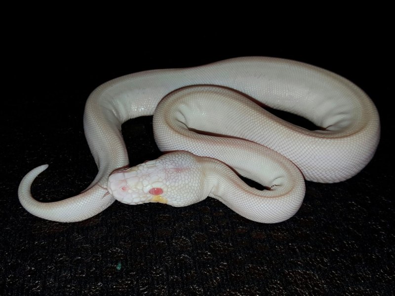 Euprepiophis conspicillata альбинос