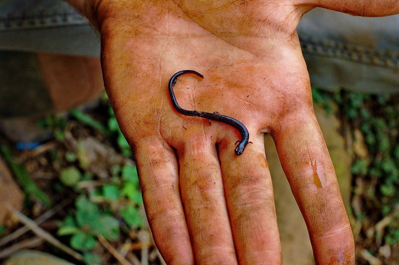 Oedipina uniformis