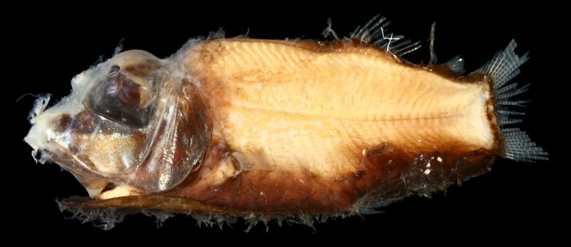 Opisthoproctus soleatus