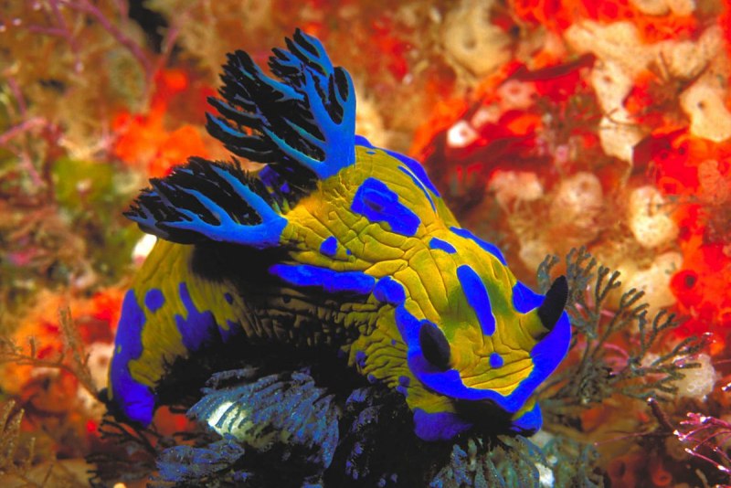 Голожаберные (Nudibranchia)