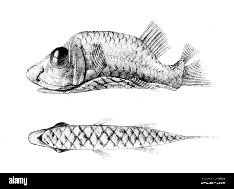 Opisthoproctus soleatus