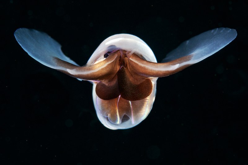 Limacina helicina