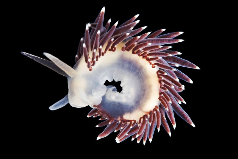 Coryphella verrucosa