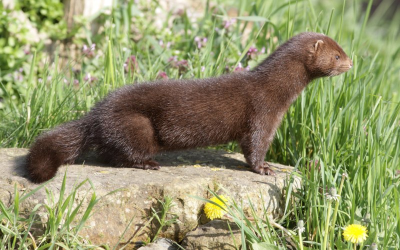 Американская норка (Mustela Vison)