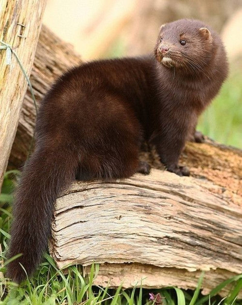 Европейская норка Mustela lutreola (Linnaeus, 1761)