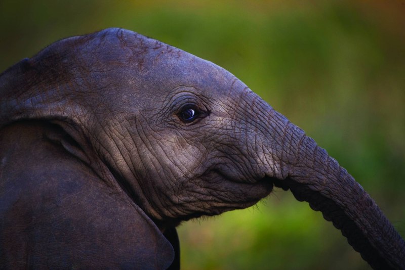 National Geographic septembre 2020