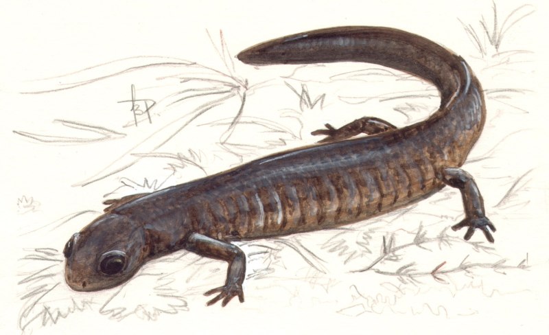 Сибирский углозуб Salamandrella keyserlingii Dybowski, 1870.