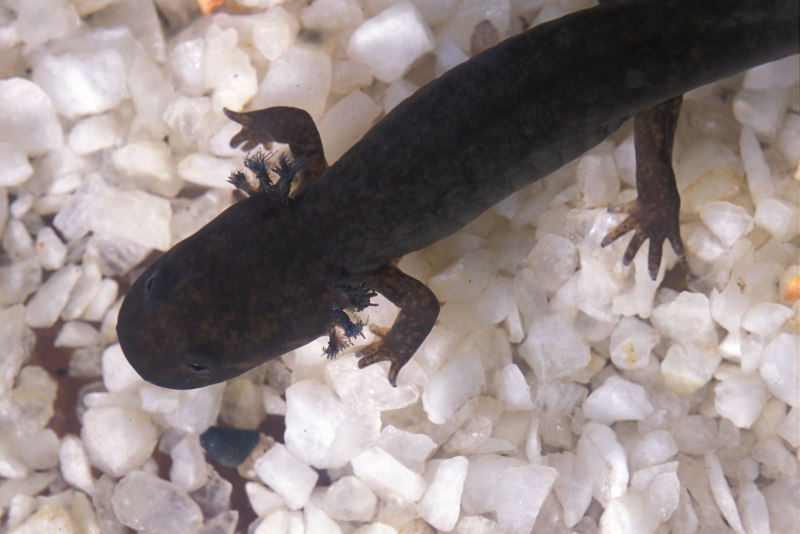 Amphibian Mud Puppy