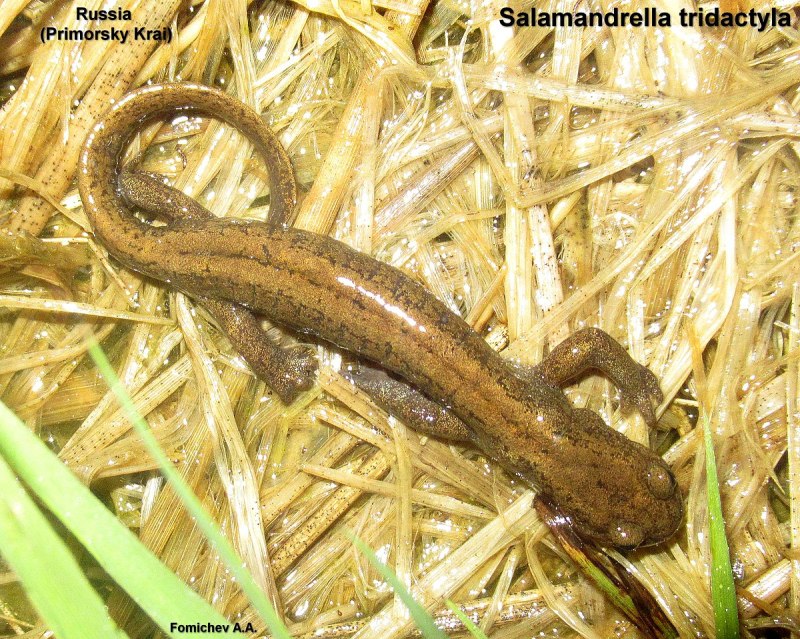 Salamandrella tridactyla