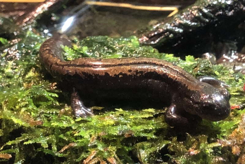 Salamandrella keyserlingii