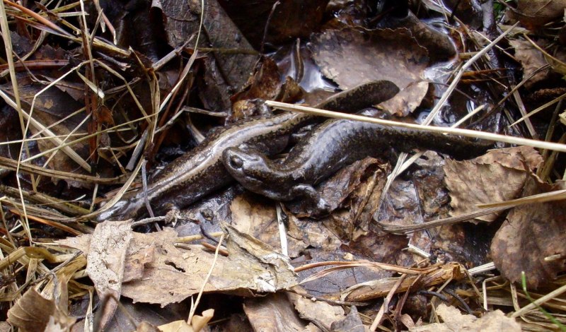 Сибирский углозуб Salamandrella keyserlingii Dybowski, 1870.