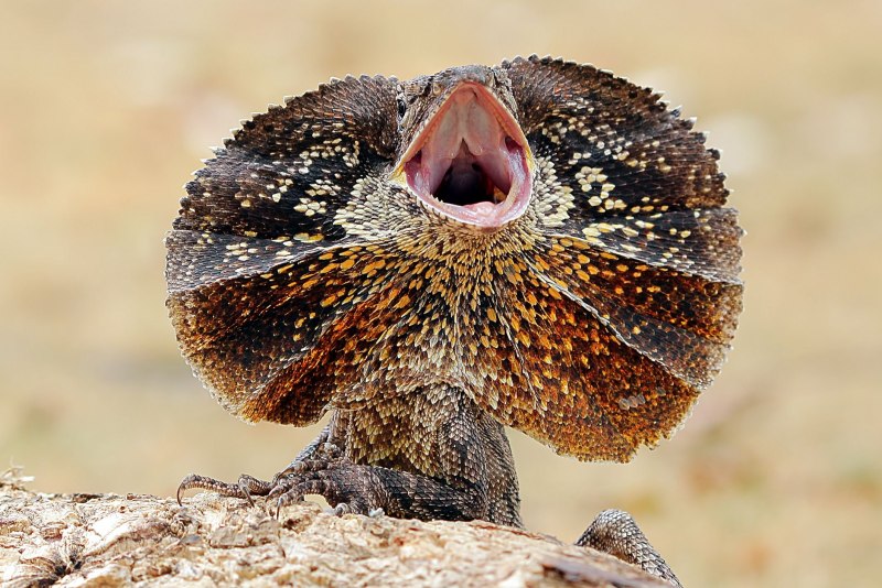 Chlamydosaurus kingii
