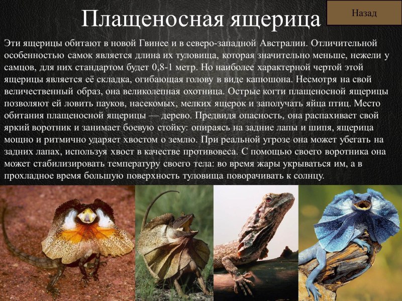 Плащеносная ящерица домашняя