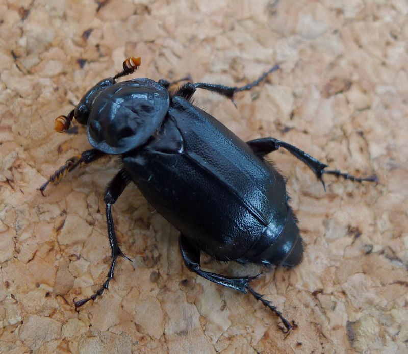 Nicrophorus humator