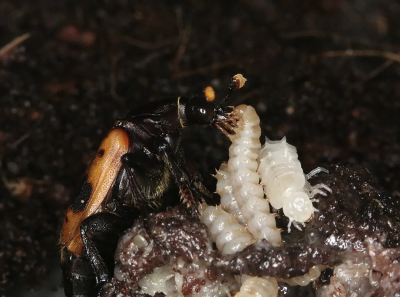 Личинка мертвоеда (Silphidae)