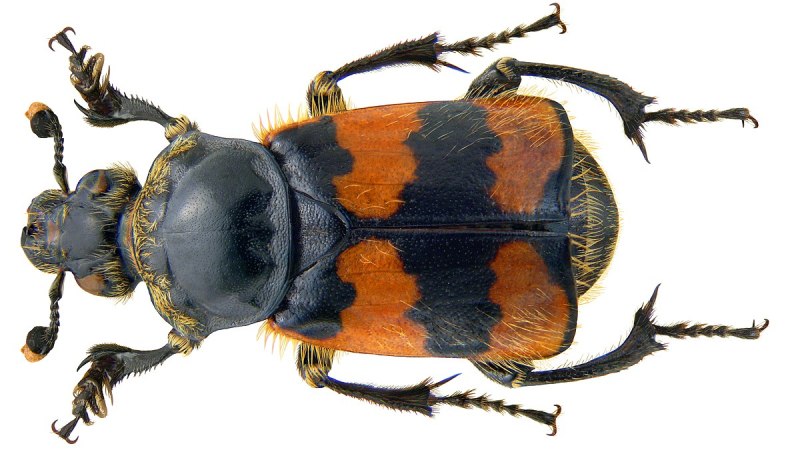 Жук мертвоед Nicrophorus