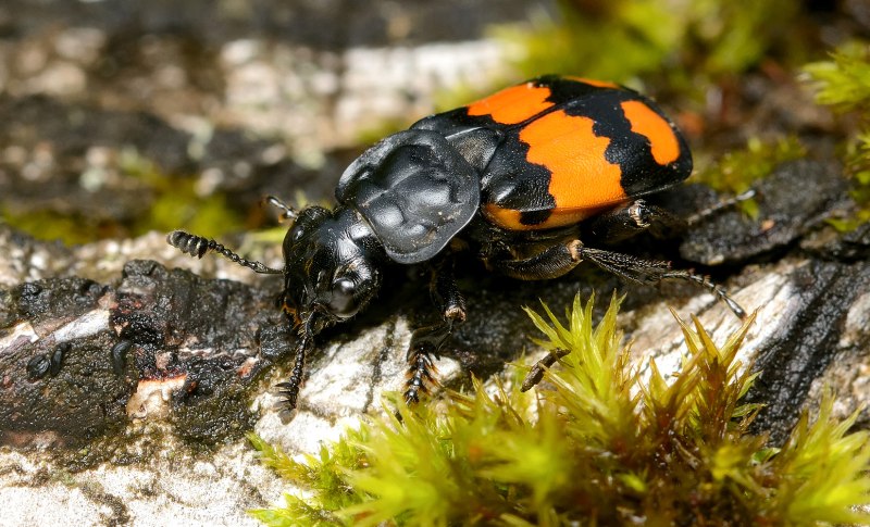 Жук мертвоед Nicrophorus