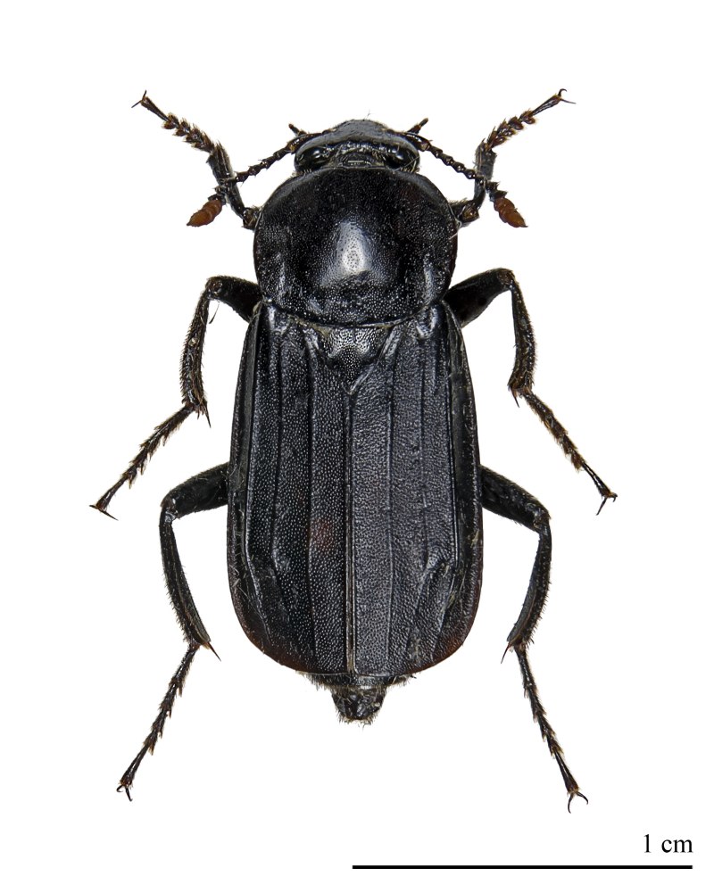 Necrodes littoralis трупоед черный