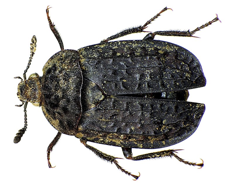 Thanatophilus rugosus