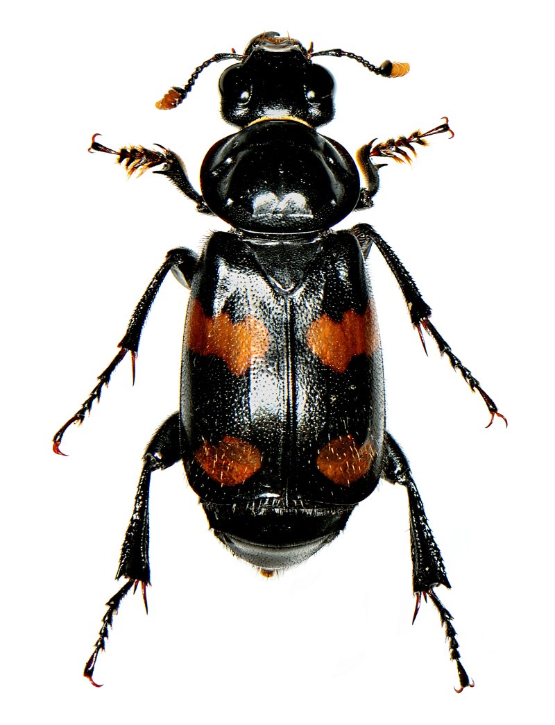 Жук мертвоед Nicrophorus