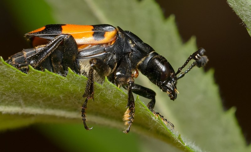 Жук Nicrophorus