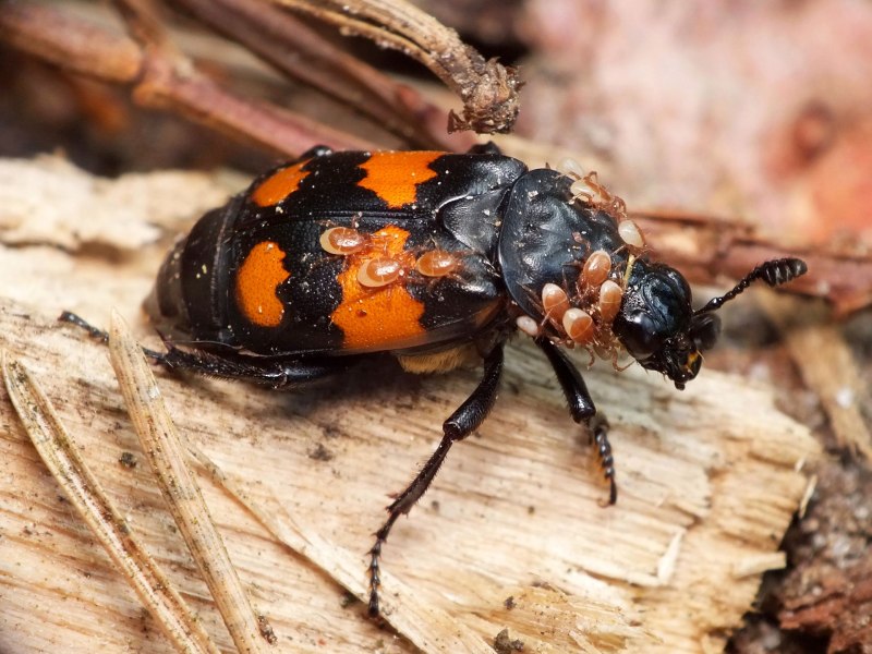 Жук Nicrophorus