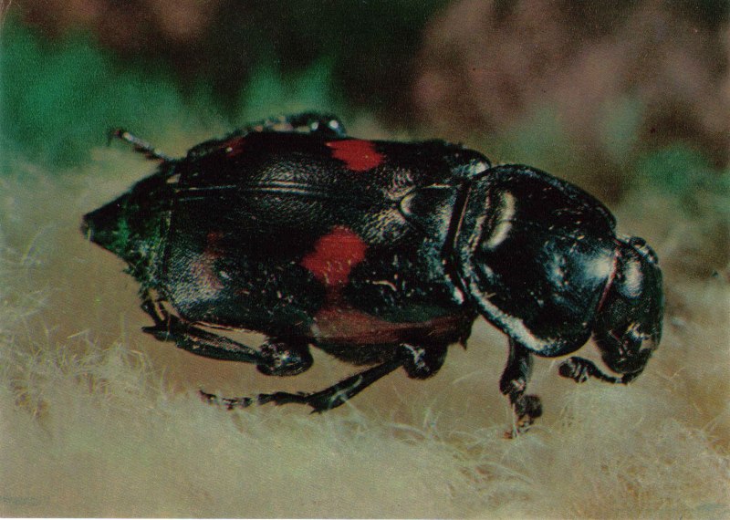 Жук Nicrophorus Germanicus