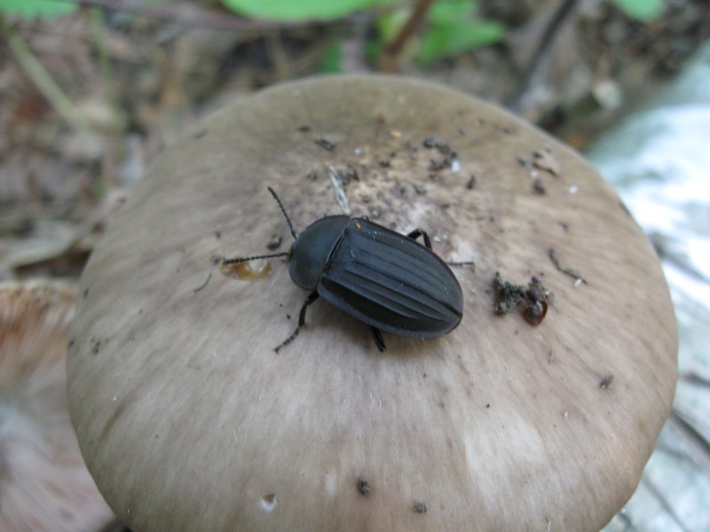 Мертвоед ребристый silpha carinata