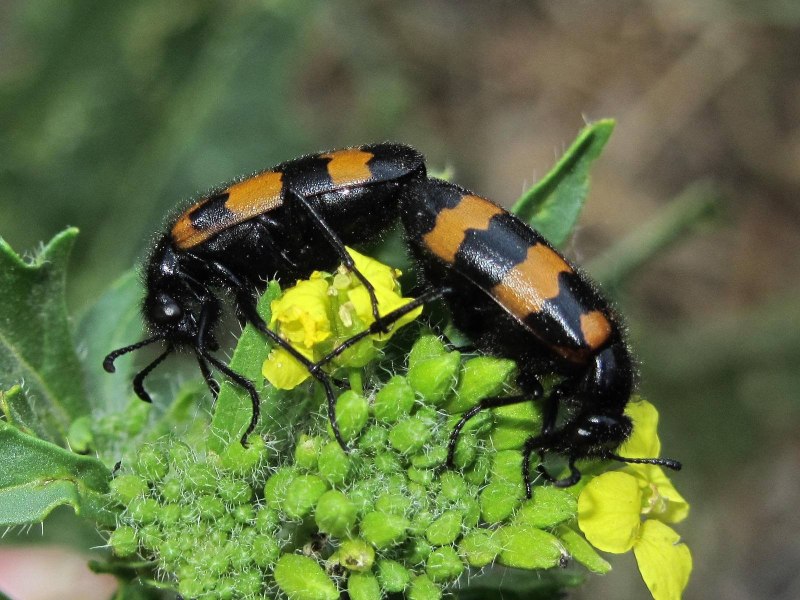 Жук нарывник. (Meloidae)