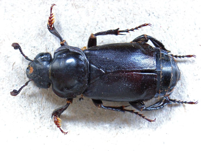 Жук Nicrophorus Germanicus
