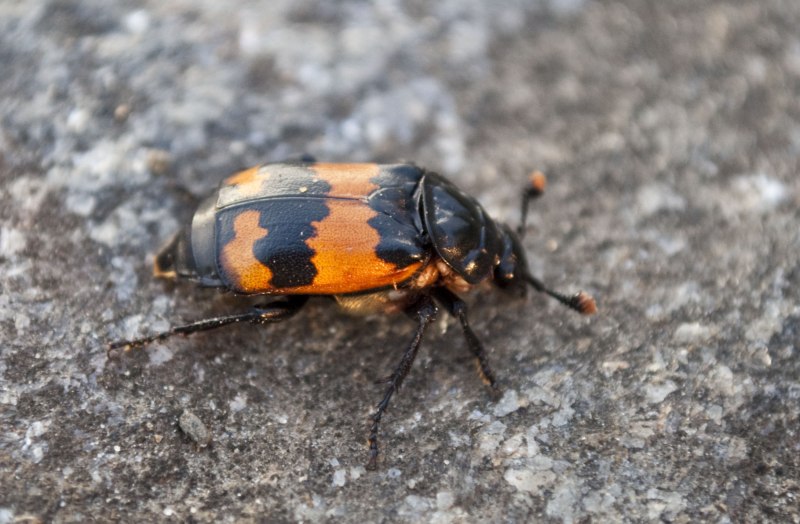 Жук мертвоед Nicrophorus