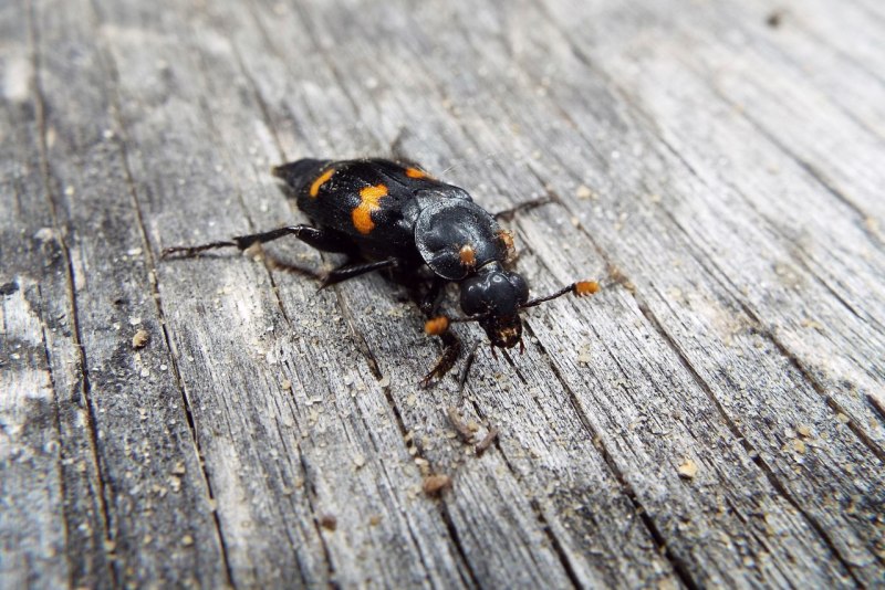 Nicrophorus orbicollis