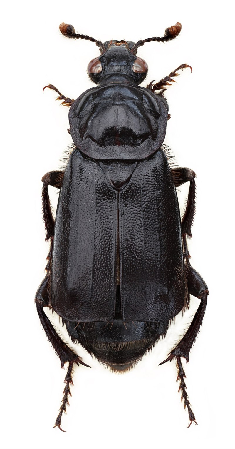 Nicrophorus humator